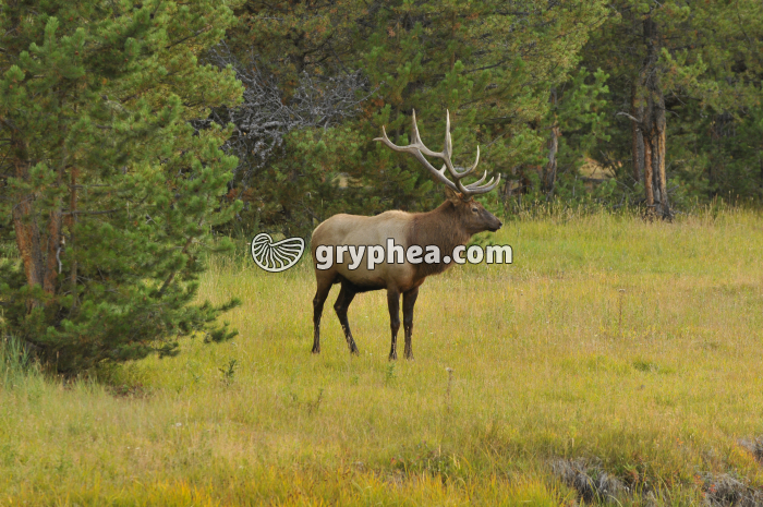 Cerf adulte (mâle) - gryphea.com